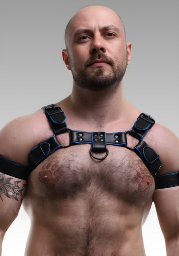 Leather Bulldog Harness - Blue Piping for sale